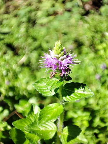 Elsholtzia kachinensis