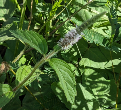 Elsholtzia pubescens