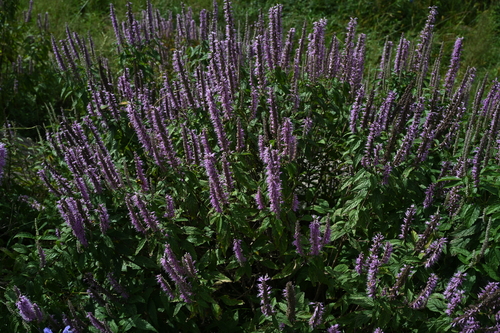 Elsholtzia stauntonii (Mint bush) — photo