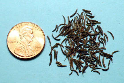 Elwendia persica