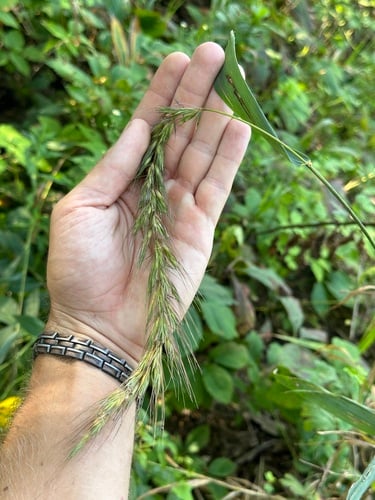 Elymus canadensis (Canadian Wild Rye) — photo