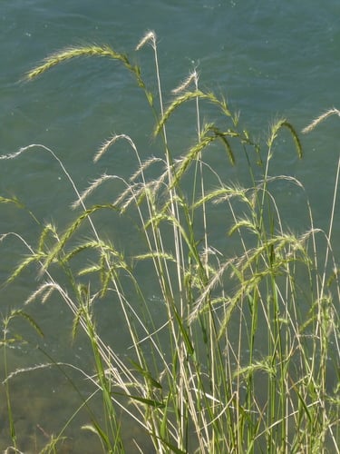 Elymus canadensis