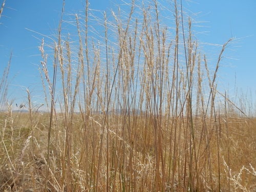 Elymus elymoides (Squirreltail) — photo