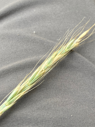 Elymus glaucus (Blue wild rye) — photo