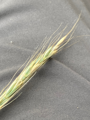 Elymus glaucus (Blue wild rye) — photo