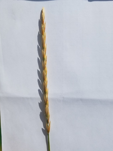 Elymus repens (Quackgrass) — photo