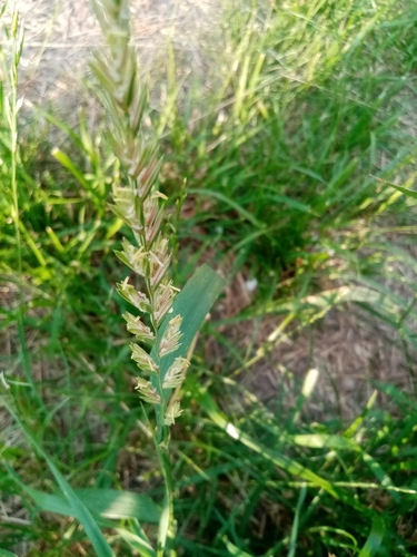 Elymus repens (Quackgrass) — photo