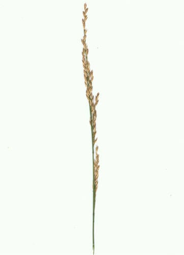 Elytrigia bessarabica — photo
