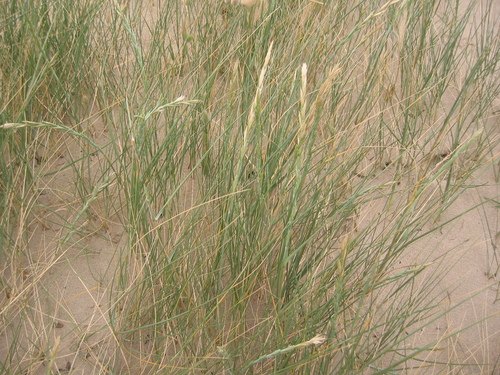 Elytrigia bessarabica — photo