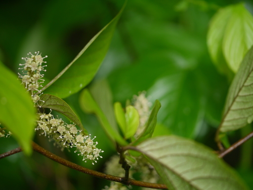 Embelia basaal (Malabar embelia) — photo