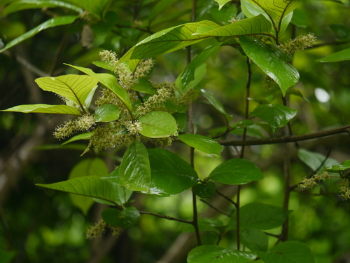 Embelia basaal
