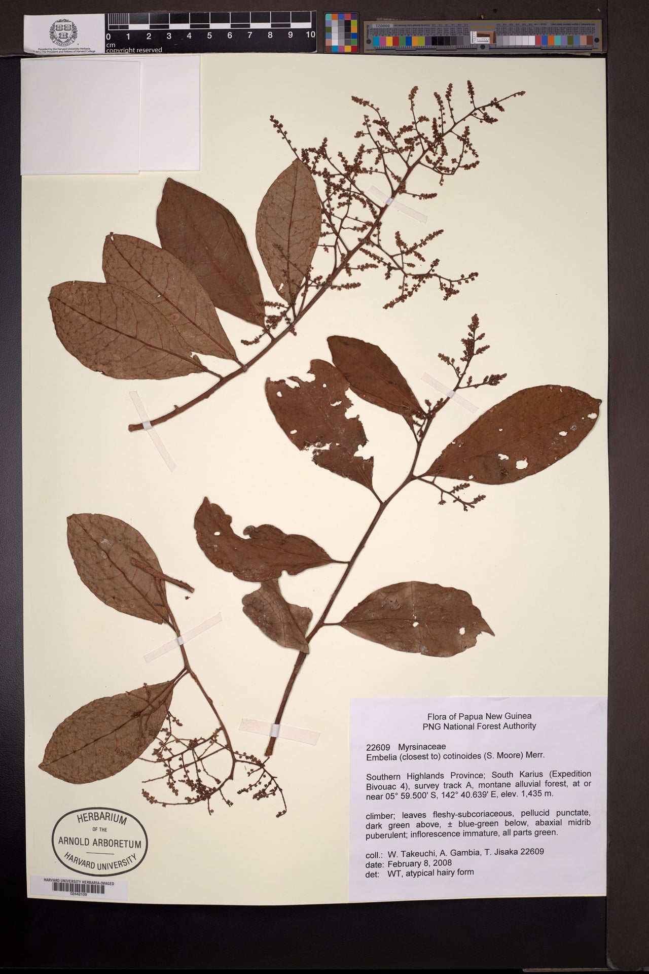 Embelia cotinoides