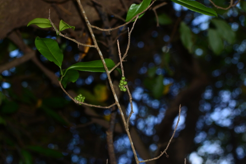 Embelia drupacea