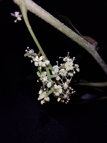 Embelia floribunda