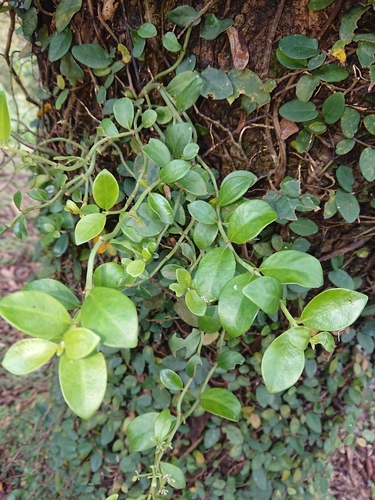 Embelia laeta (Sour embelia) — photo