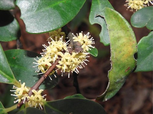 Embelia laeta (Sour embelia) — photo
