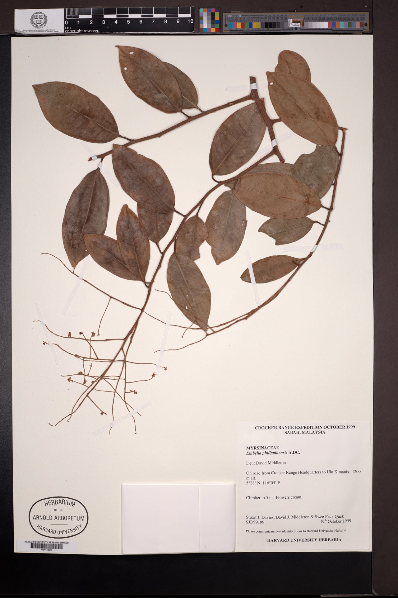 Embelia philippinensis