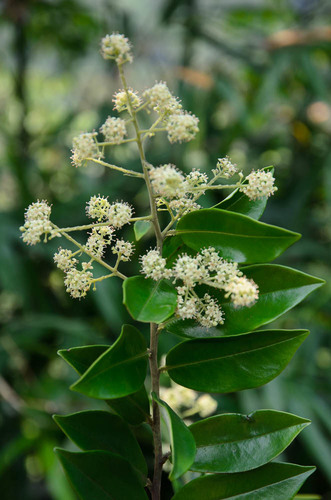Embelia ribes