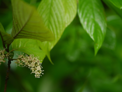 Embelia robusta — photo