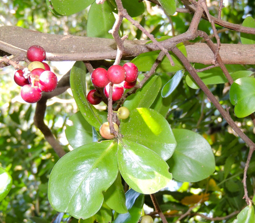 Myrsinaceae