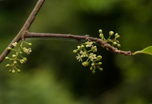 Embelia schimperi — photo