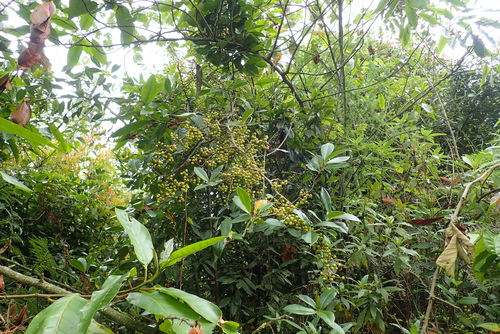 Embelia schimperi