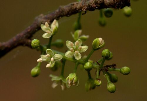 Embelia schimperi — photo