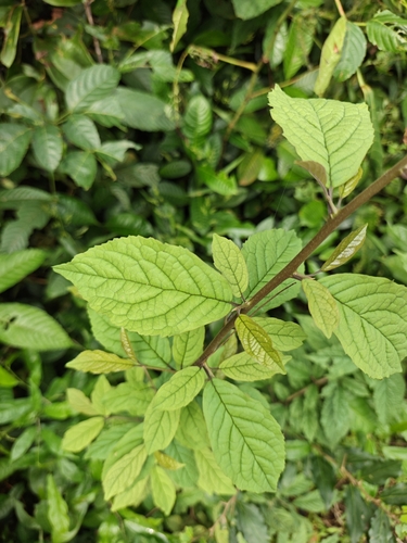 Embelia tsjeriam-cottam (Malabar embelia) — photo