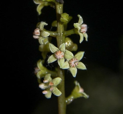 Embelia tsjeriam-cottam