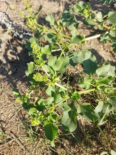 Emex australis