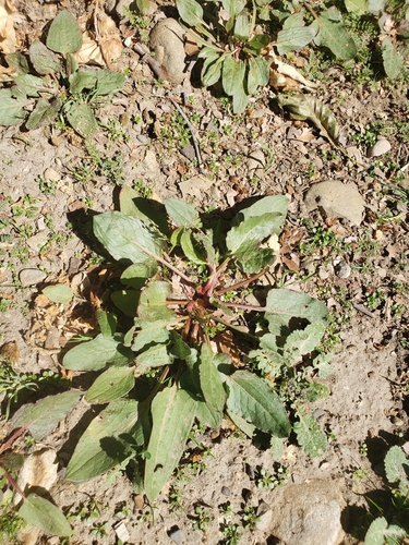 Emex spinosa