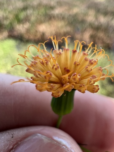 Emilia coccinea (Tassel flower) — photo