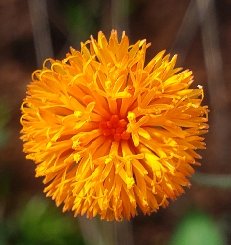 Emilia coccinea (Tassel flower) — photo