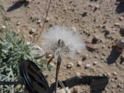 Emilia marlothiana — photo