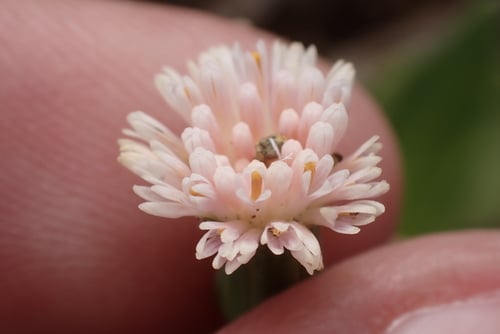Emilia praetermissa — photo