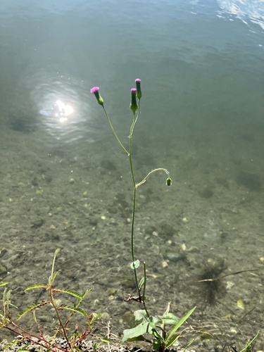 Emilia sonchifolia (Purple emily) — photo