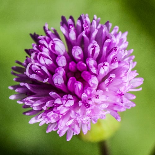 Emilia sonchifolia
