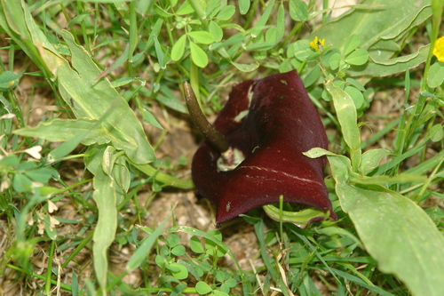 Eminium rauwolffii