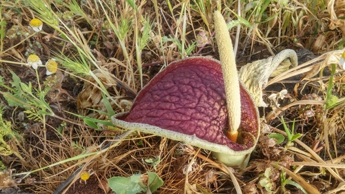 Eminium spiculatum (Eminium) — photo
