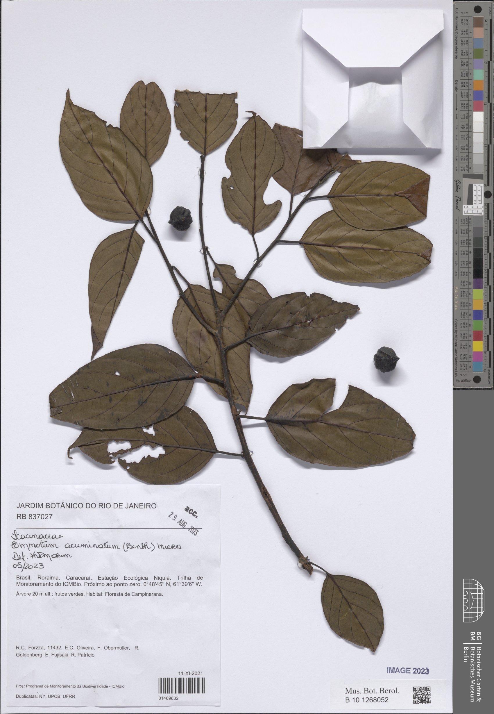 Emmotum acuminatum