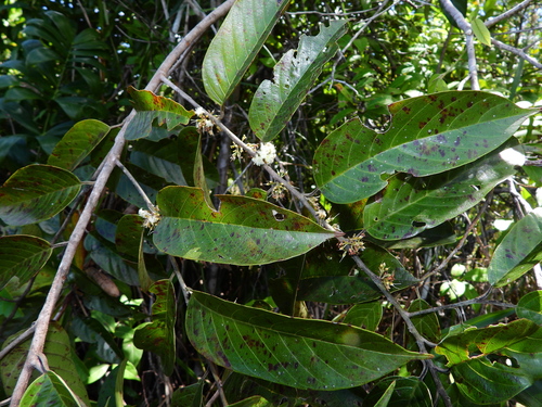 Emmotum fagifolium — photo