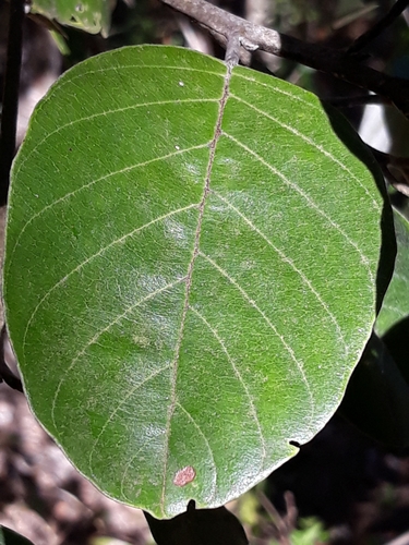 Emmotum nitens — photo