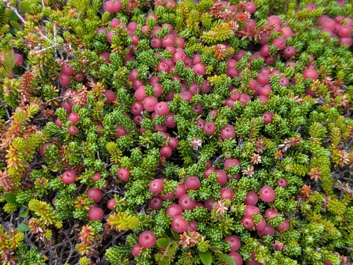 Empetrum eamesii (Rockberry) — photo