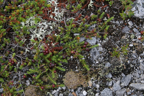 Empetrum eamesii