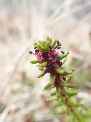Empetrum nigrum (Black Crowberry) — photo