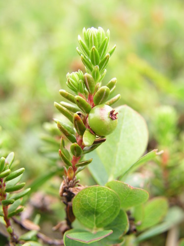 Empetrum nigrum (Black Crowberry) — photo