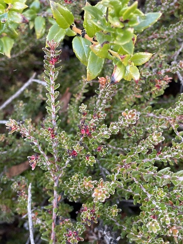 Empetrum rubrum (Eames' Purple Crowberry) — photo