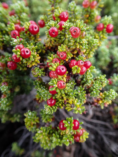 Empetrum rubrum