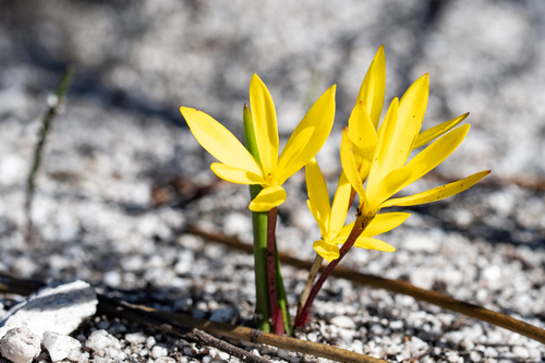 Empodium plicatum — photo