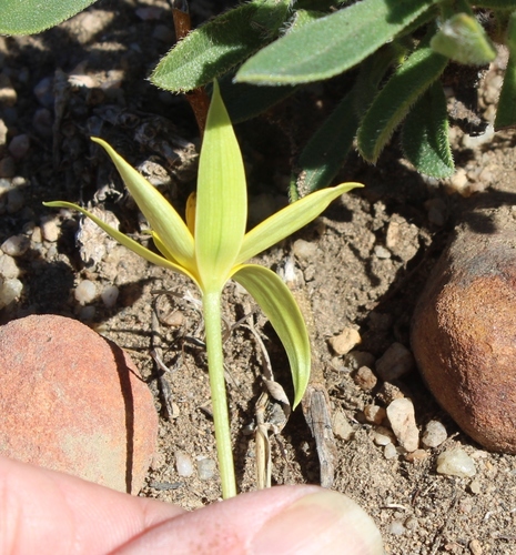 Empodium plicatum — photo